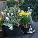 Narcis Tete-a-Tete - BIO