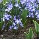 Chionodoxa Blue Giant - BIO