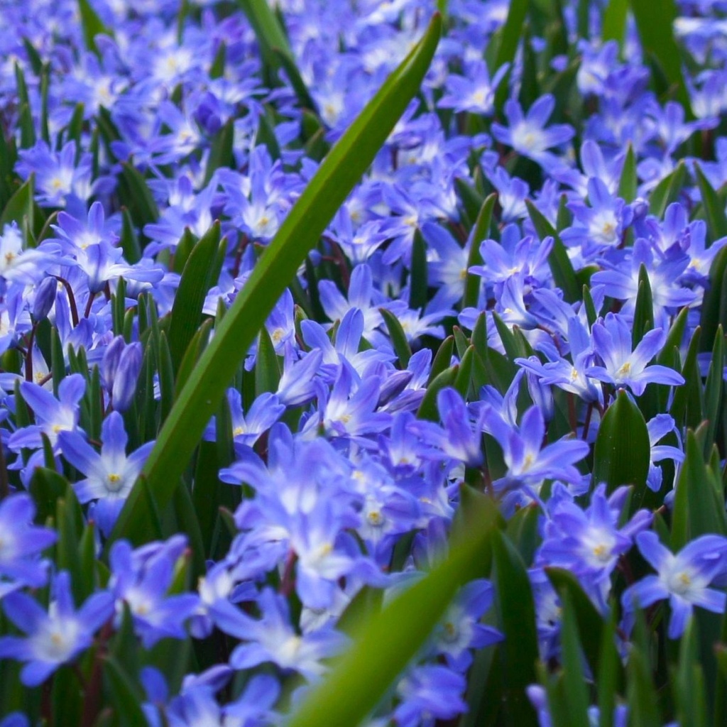 Chionodoxa Blue Giant - BIO