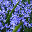 Chionodoxa Blue Giant - BIO
