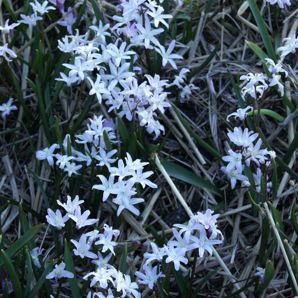 Chionodoxa Pink Giant - BIO