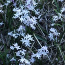 Chionodoxa Pink Giant - BIO