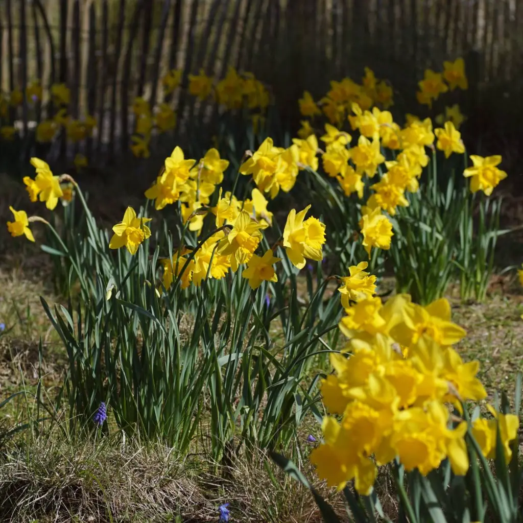 Narcissus-Rijnvelds-Early-Sensation DSC02485 (2).webp