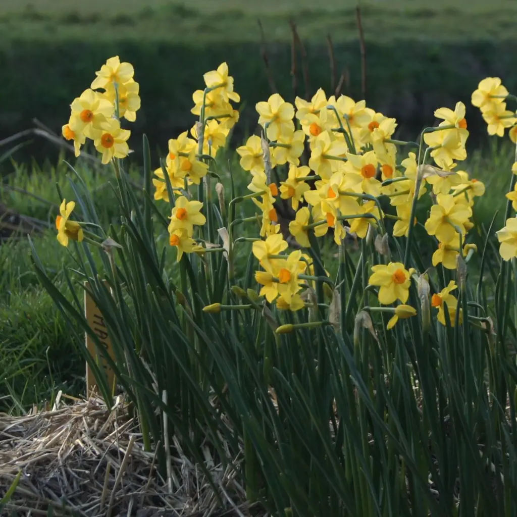 Narcissus-Martinette-DSC09712 1x1.webp