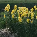 Narcissus-Martinette-DSC09712 1x1.webp