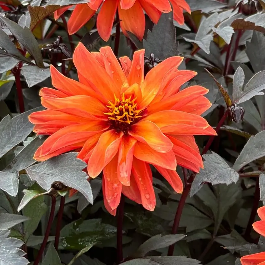 Dahlia-Dainty-Las (Preijde 19-66).webp