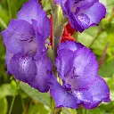 Gladiolus-Purple (ibulb 249054).webp