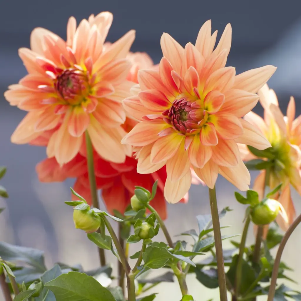 Dahlia-Orange-King (ibulb 226209).webp