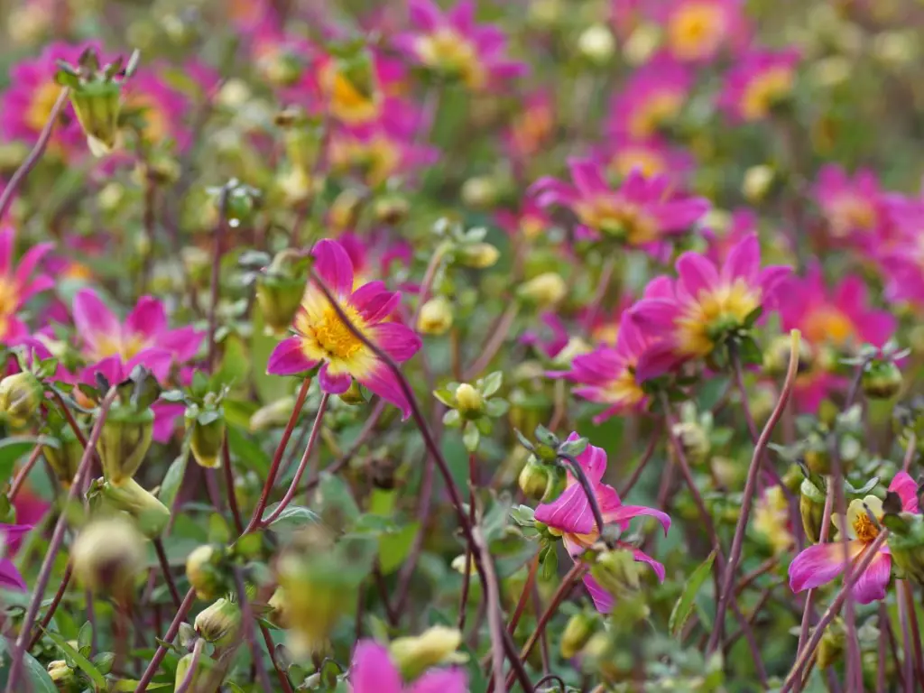 Dahlia-Bright-Eyes DSC05846.webp