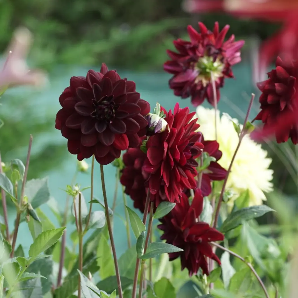 Dahlia-Arabian-Night DSC05522-1.webp