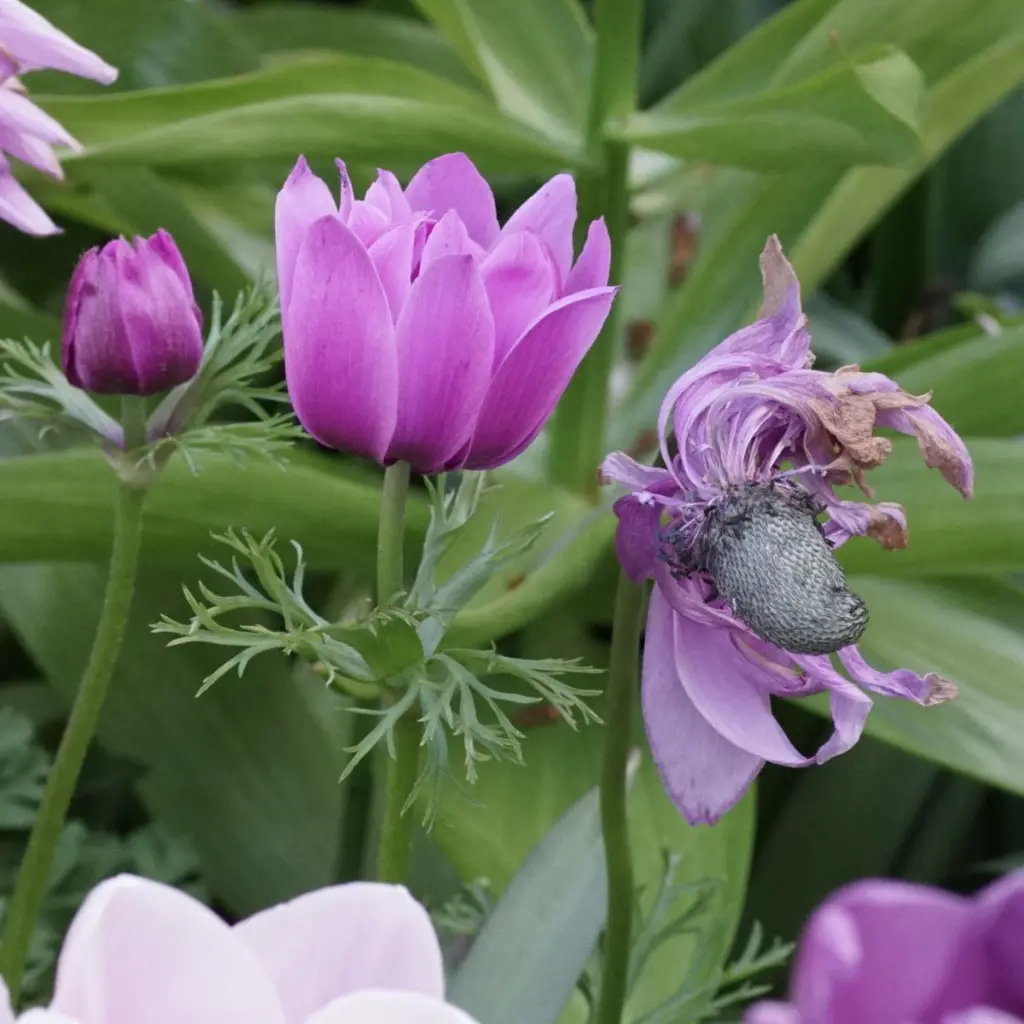 anemone-de-caen DSC04996.webp