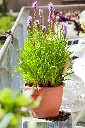 Liatris-spicata (ibulb 202497).webp