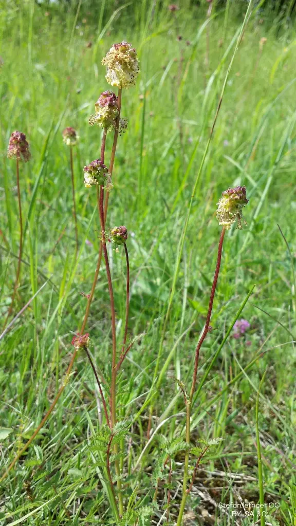 Sanguisorba-minor (Stefan.lefnaer CC BY-SA 3.0 id=30565008).webp