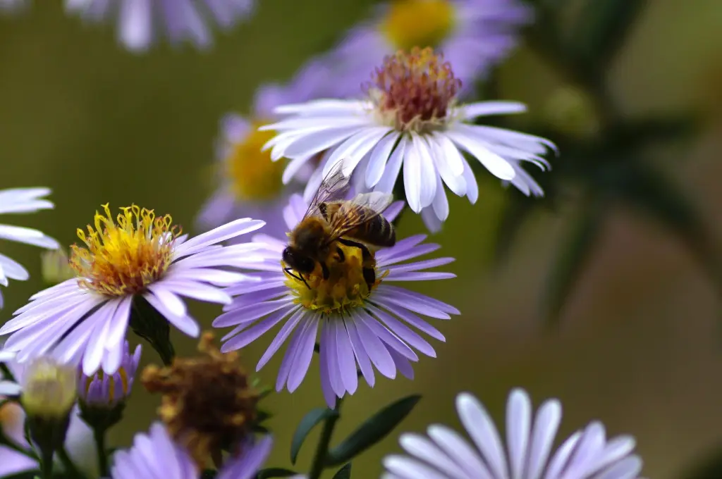 Aster-Asran DSC00030.webp