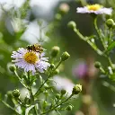 Aster-Asran DSC09998.webp