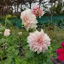 Dahlia-Cafe-au-Lait-20240903_141534 (1200px).webp