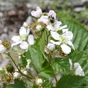 Rubus fruticosus 'Black Satin'_bloem (hogeveen) BIO