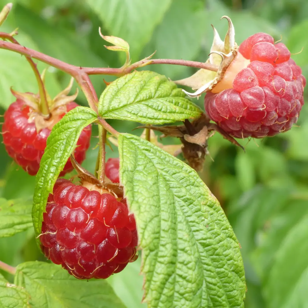 Rubus Idaeus Twotimer Sugana Red close(unsplash) BIO