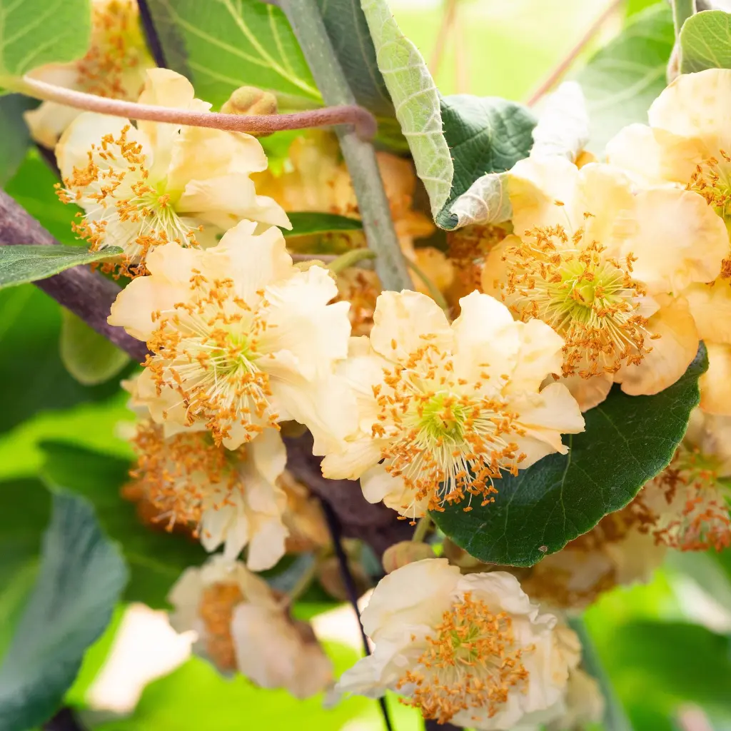 Actinidia delciosioa 'Jenny'_05_01Hogeveen) BIO