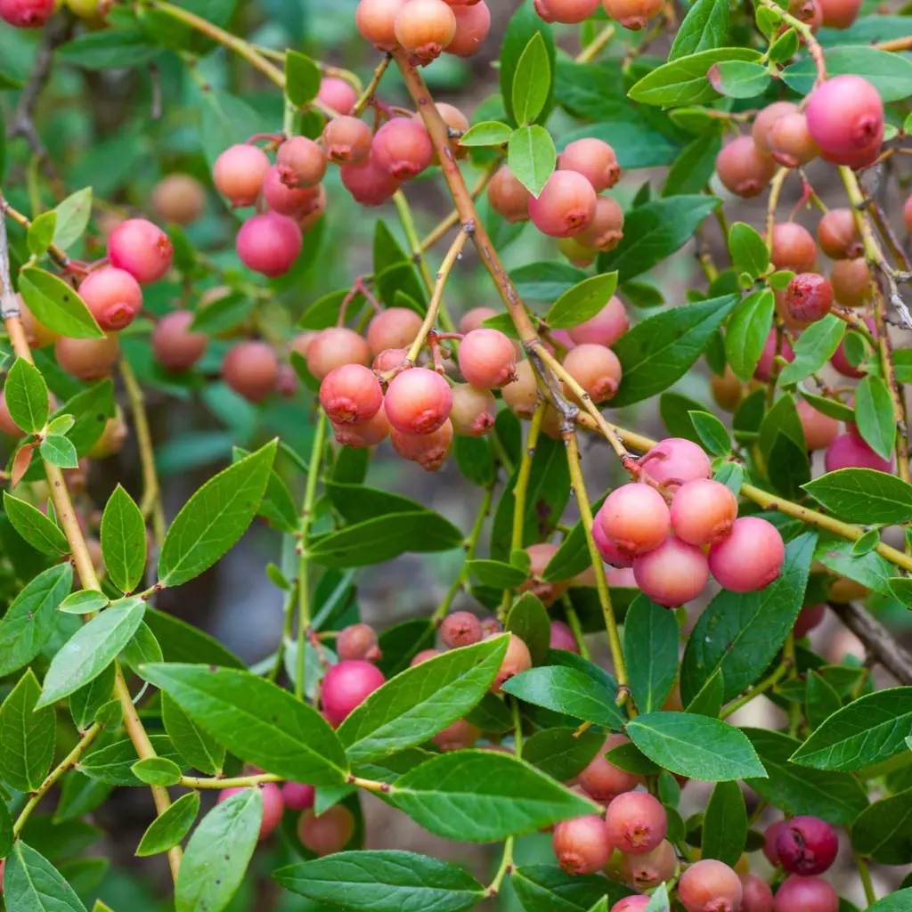 Vaccinium corymbosum ‘Pink Lemonade Roze blauwe bes (AdobeStock)  BIO