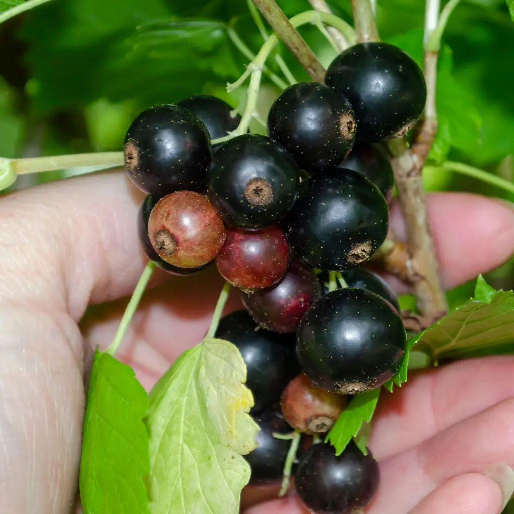 Ribes nigrum Black Marble  Zwarte aalbes in hand (canva pro) BIO