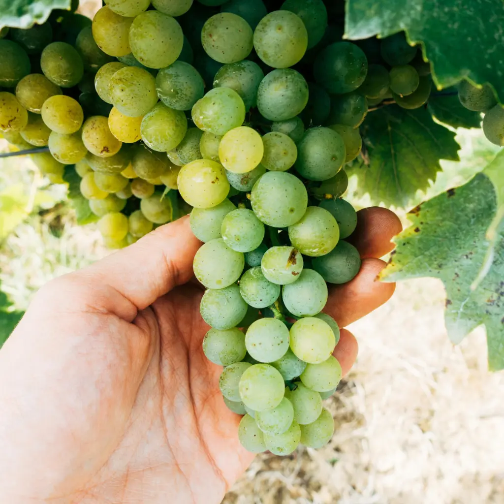 Vitis Johanniter witte druif ( canva pro ).BIO