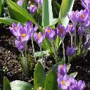 Crocus-Violet-River DSC02506.webp