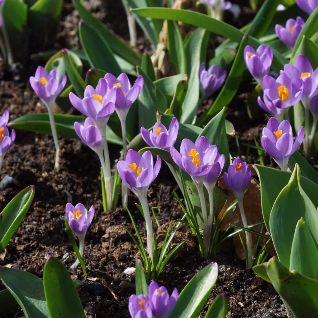 Crocus-Violet-River DSC02508.webp