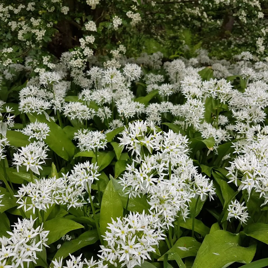 Allium-ursinum 20190428_140303.webp