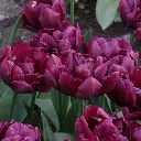 Tulipa-Alison-Bradley DSC06216.webp