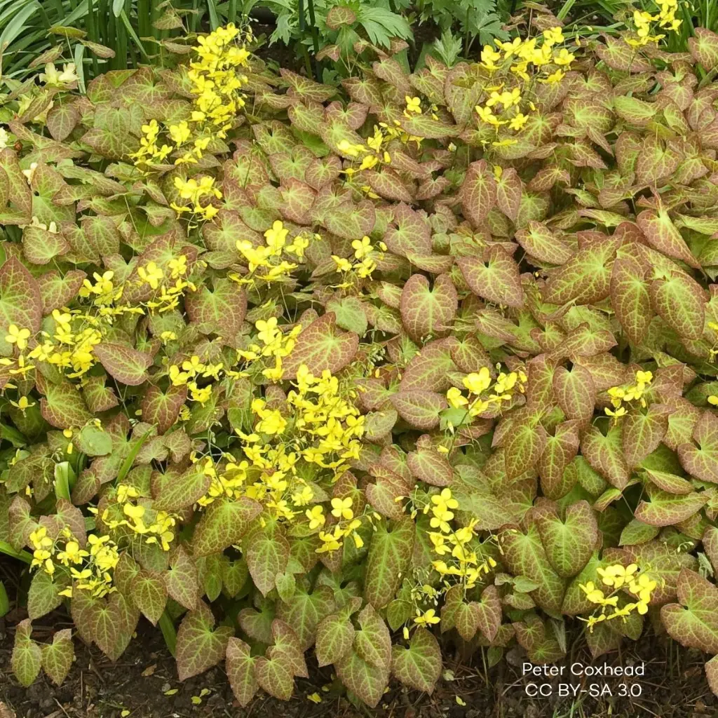 Epimedium_x_perralchicum_'Frohnleiten'_2013-05-10 By Peter coxhead - Own work, CC BY-SA 3.0, id=26000878.webp