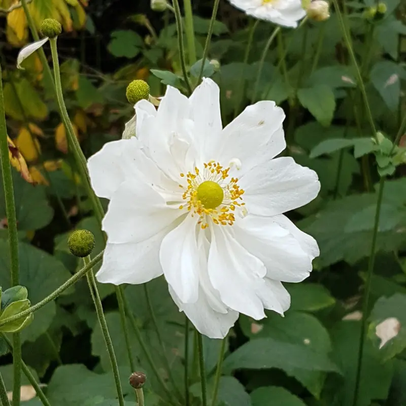 Anemone-Honorine-Jobert 20201017_153308.webp