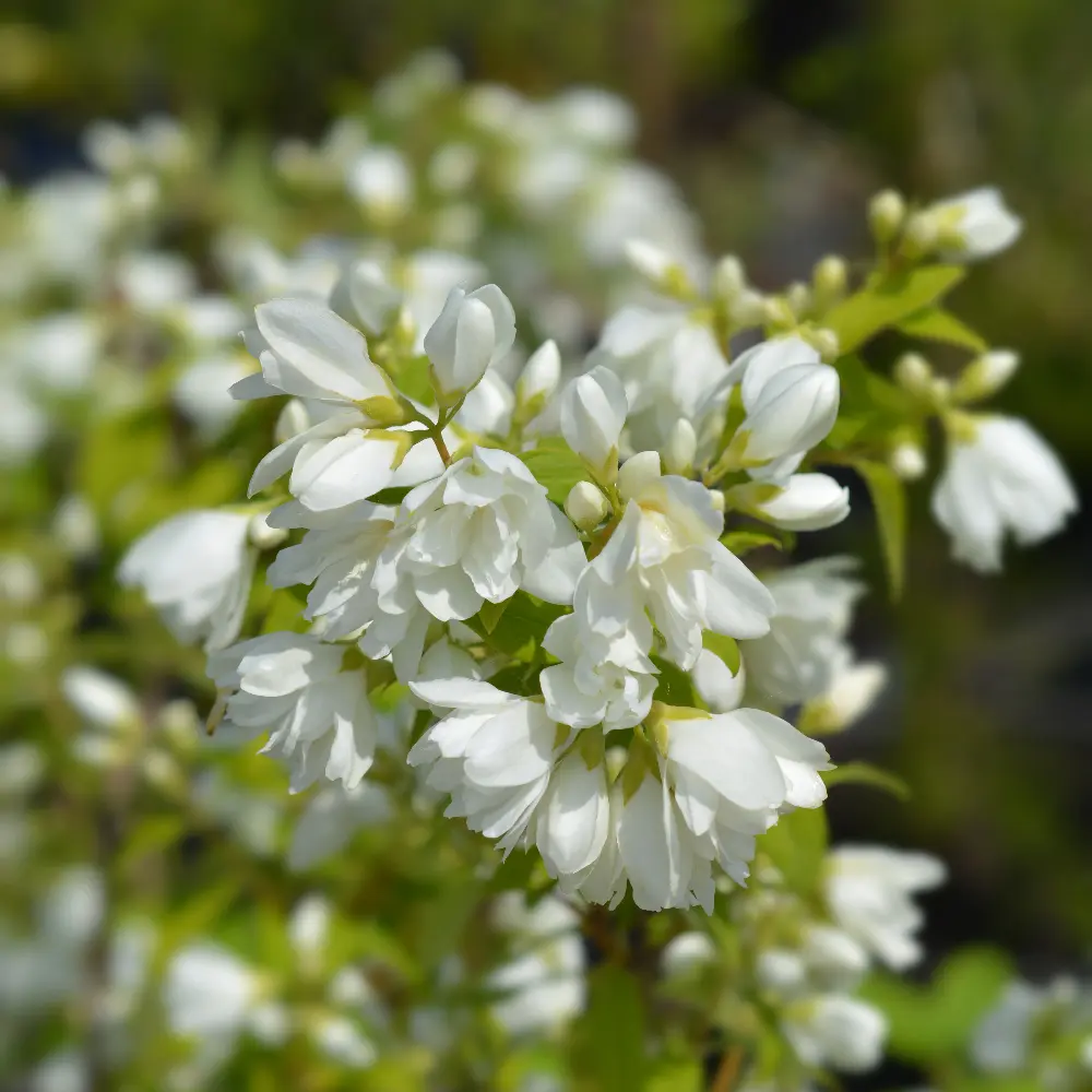 Philadelphus_Snowbelle2square.webp