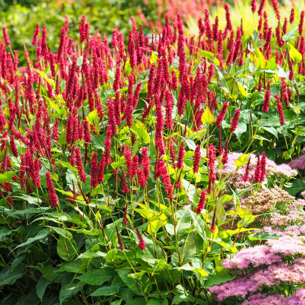 Duizendknoop_Persicaria_amplexicaulis3VK_AdobeStock_382154380.webp