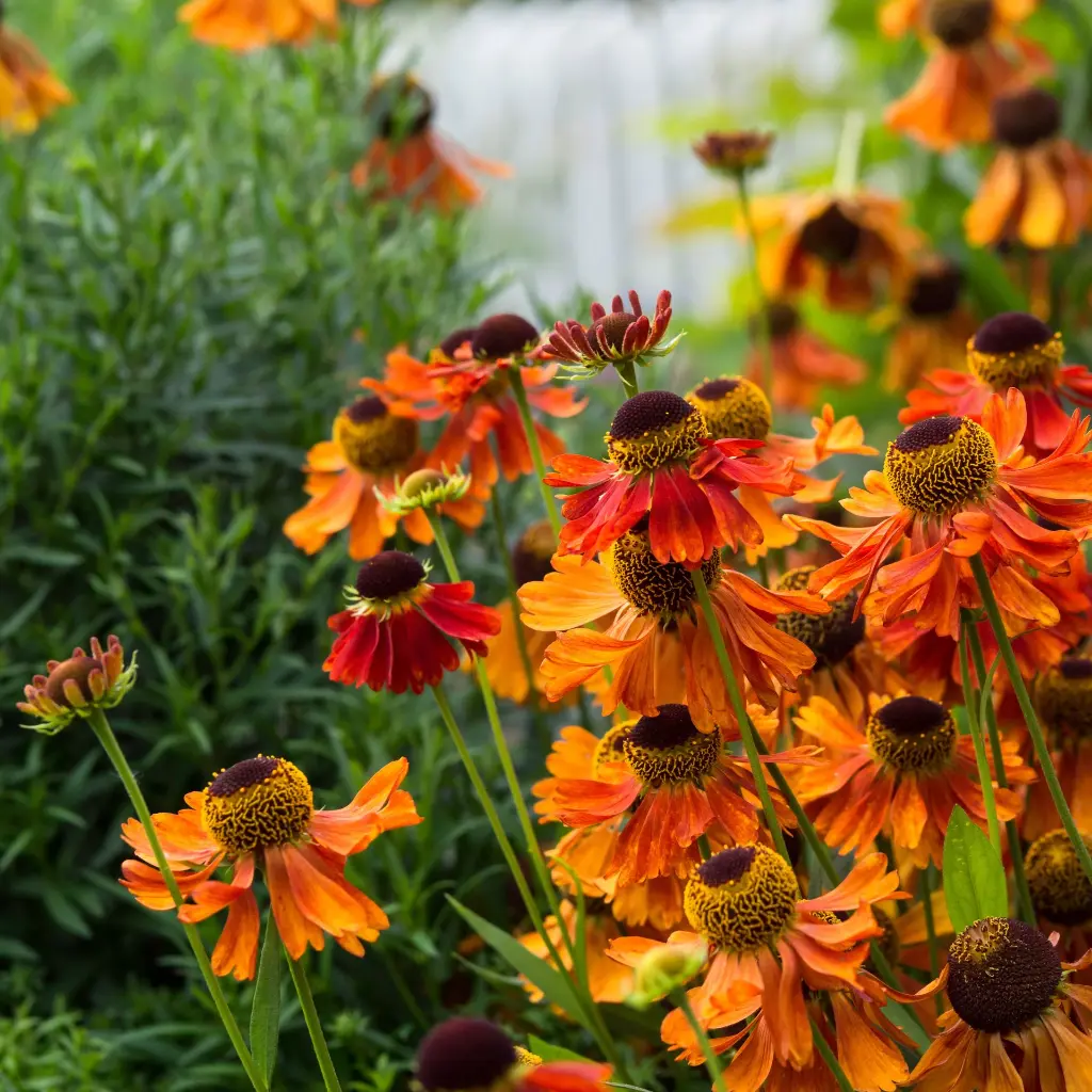 Helenium Moerheim Beauty 3VK AdobeStock_438797355.webp