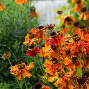 Helenium Moerheim Beauty 3VK AdobeStock_438797355.webp