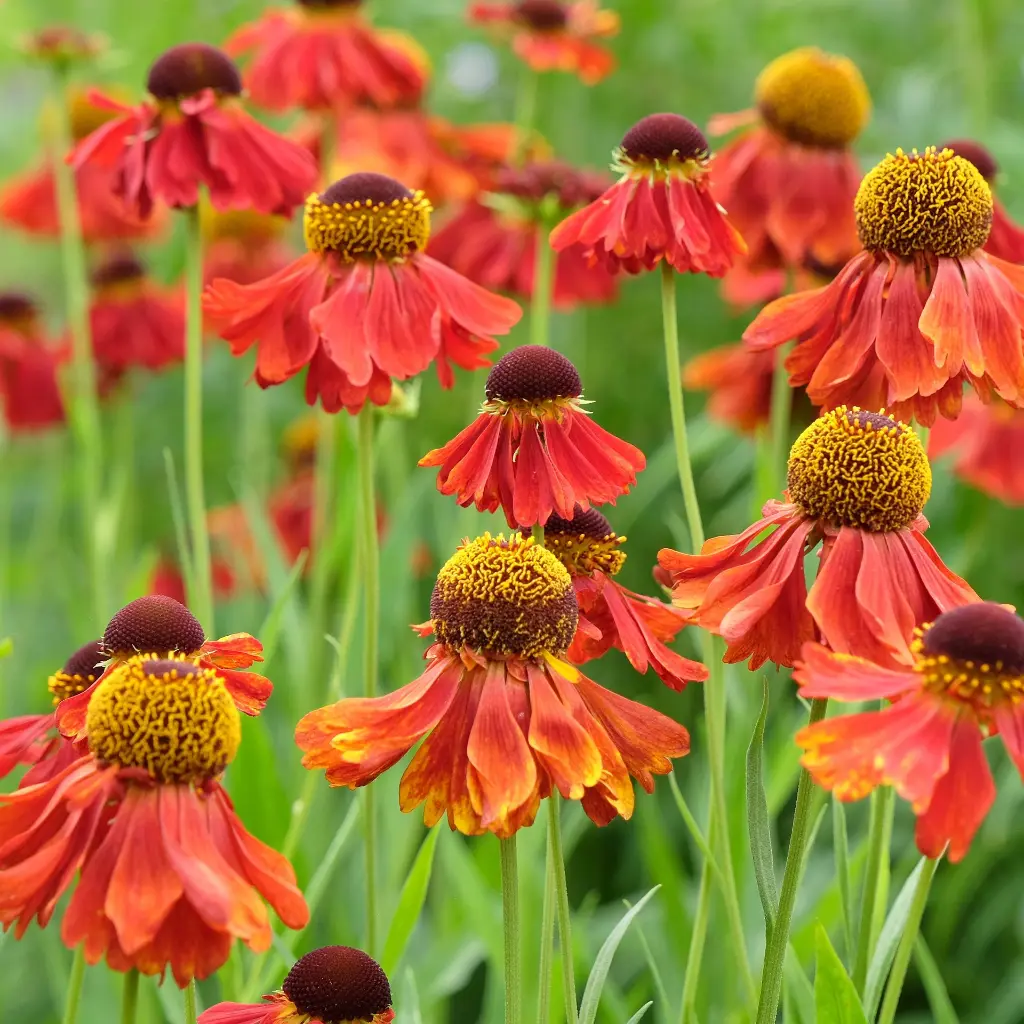 Helenium Moerheim Beauty 4VK AdobeStock_1120338616.webp