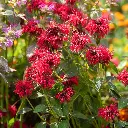 Monarda Mahogany 1VK AdobeStock_674872589.webp