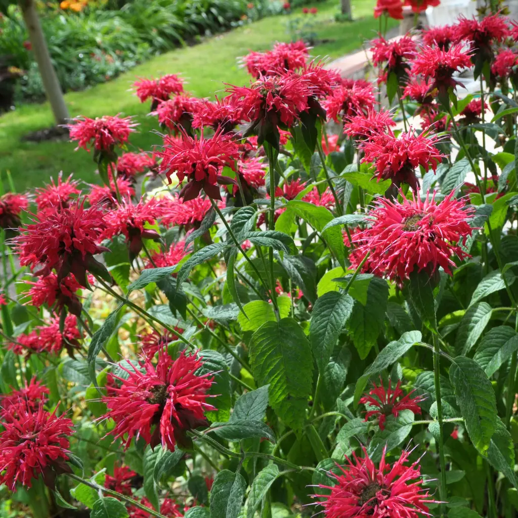 Monarda Mahogany 3VK AdobeStock_463921541.webp