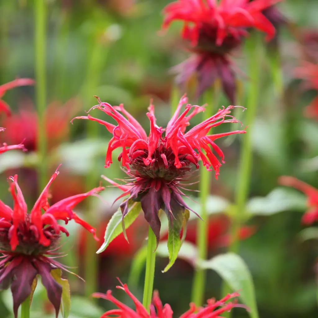 Monarda Mahogany 2VK AdobeStock_446034413.webp