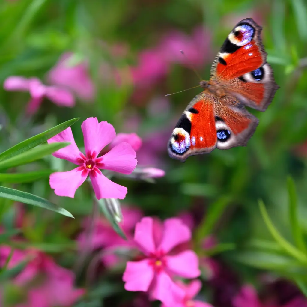 Phlox sub. Scarlet Flame 4VK AdobeStock_2030536127.webp