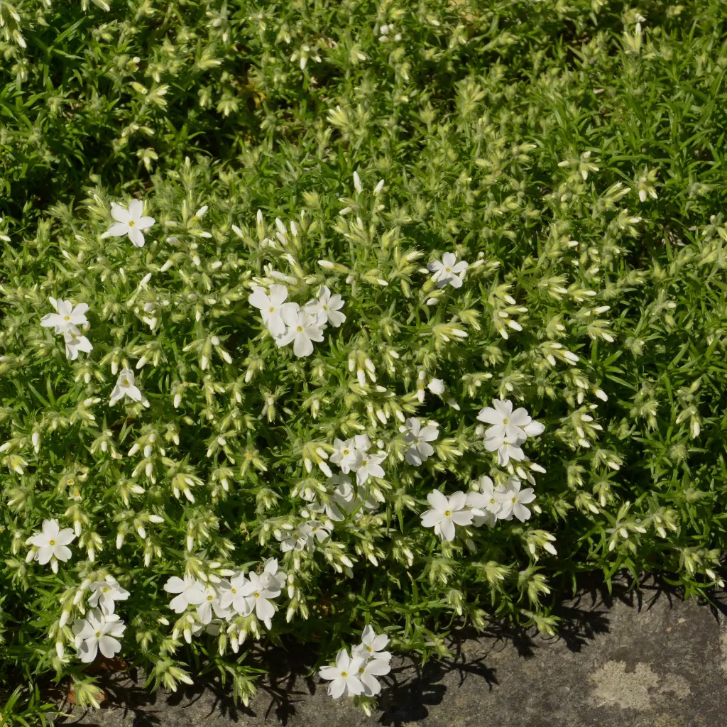 Phlox sub. White Delight 4VK AdobeStock_306500345.webp