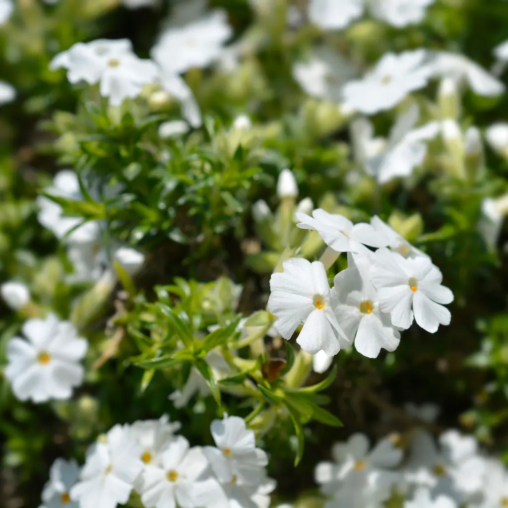 Phlox sub. White Delight 1VK AdobeStock_509595565.webp