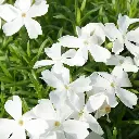 Phlox sub. White Delight 2VK AdobeStock_480587777.webp