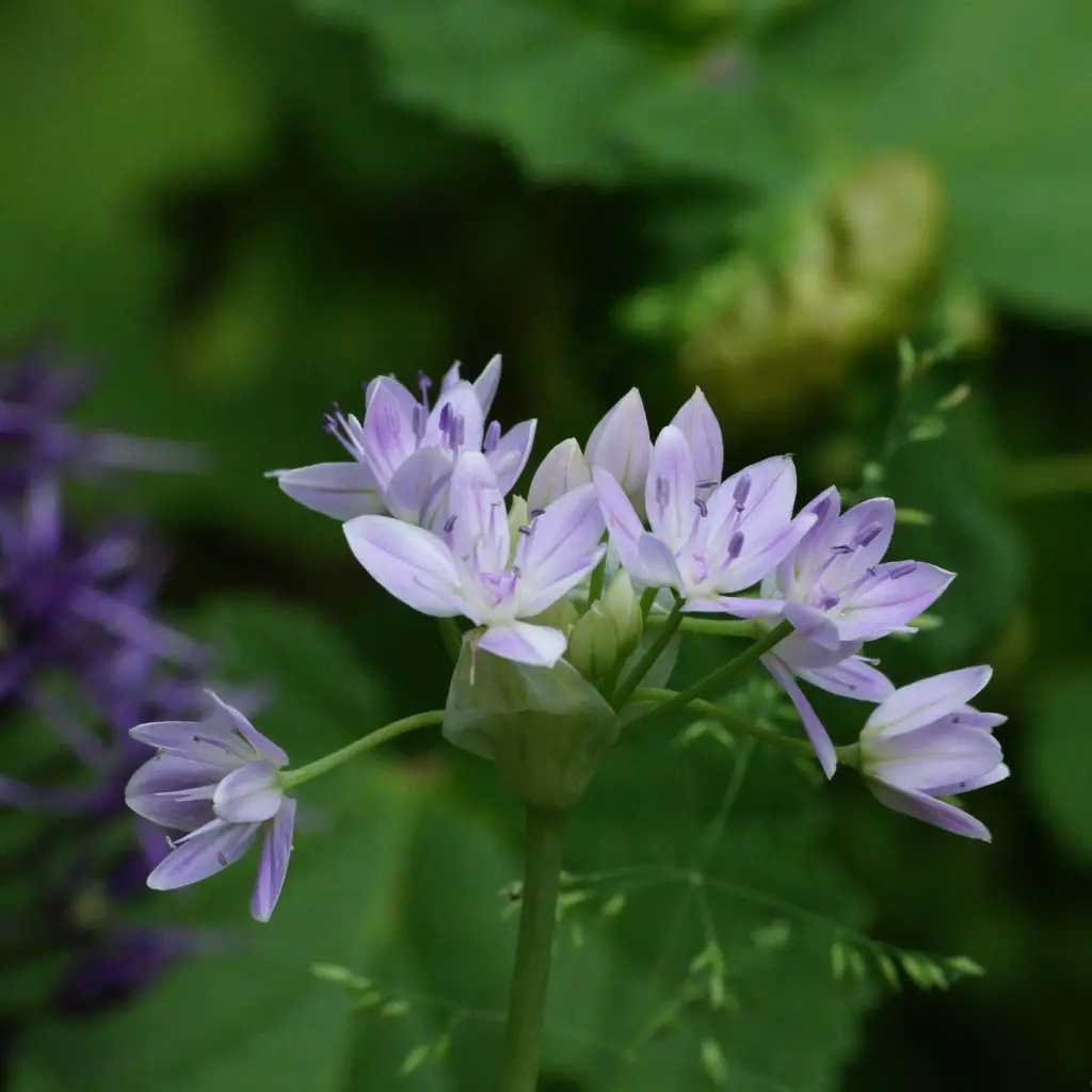 Allium-unifolium-DSC09986.webp