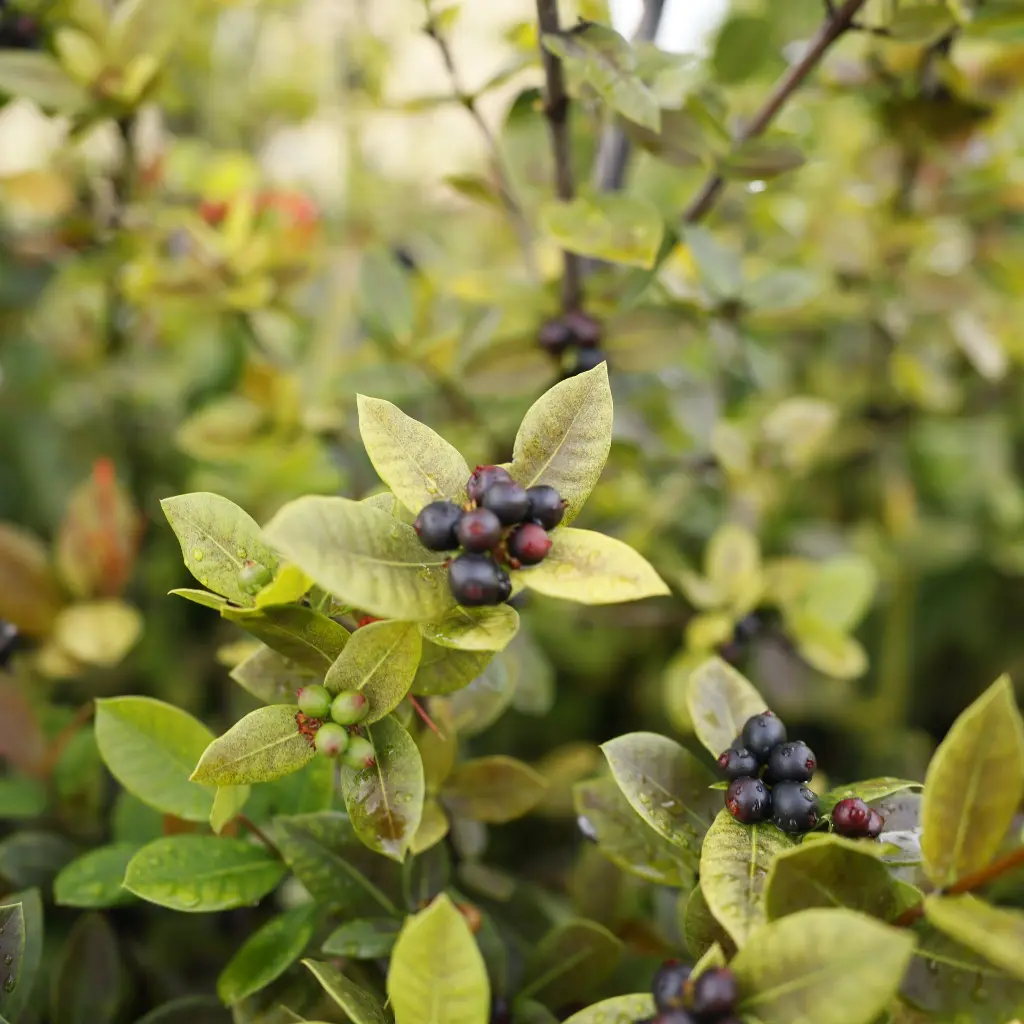 Aronia Viking_VK_AdobeStock_607142155.webp
