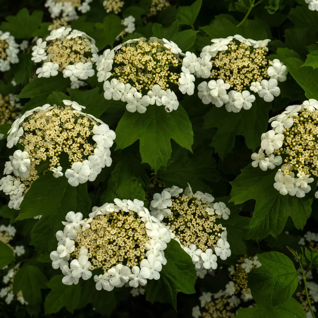Viburnum Opulus_VK_AdobeStock_2035722197.webp