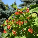 Viburnum Opulus_VK_AdobeStock_1996930886.webp