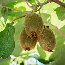 Kiwi Jenny_VK_AdobeStock_213959425.webp