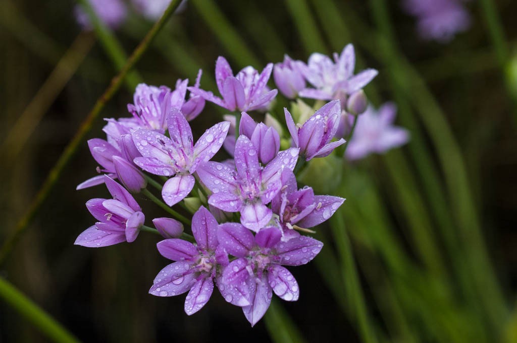Allium unifolium - BIO